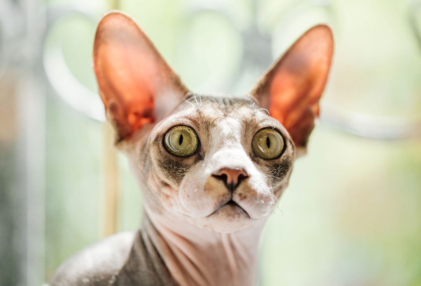 Sphynx cat