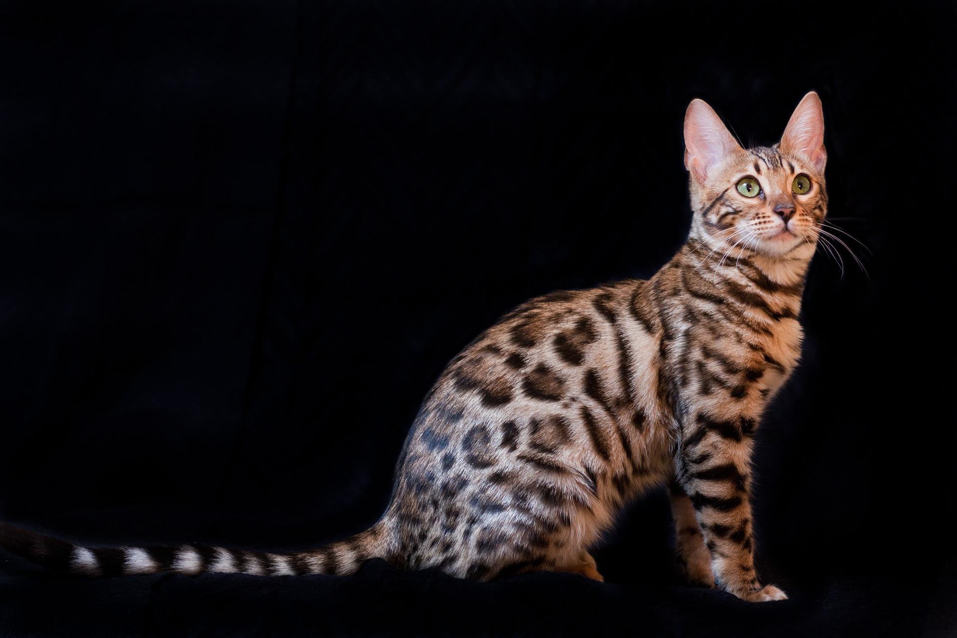 Breed information on the Bengal Cat