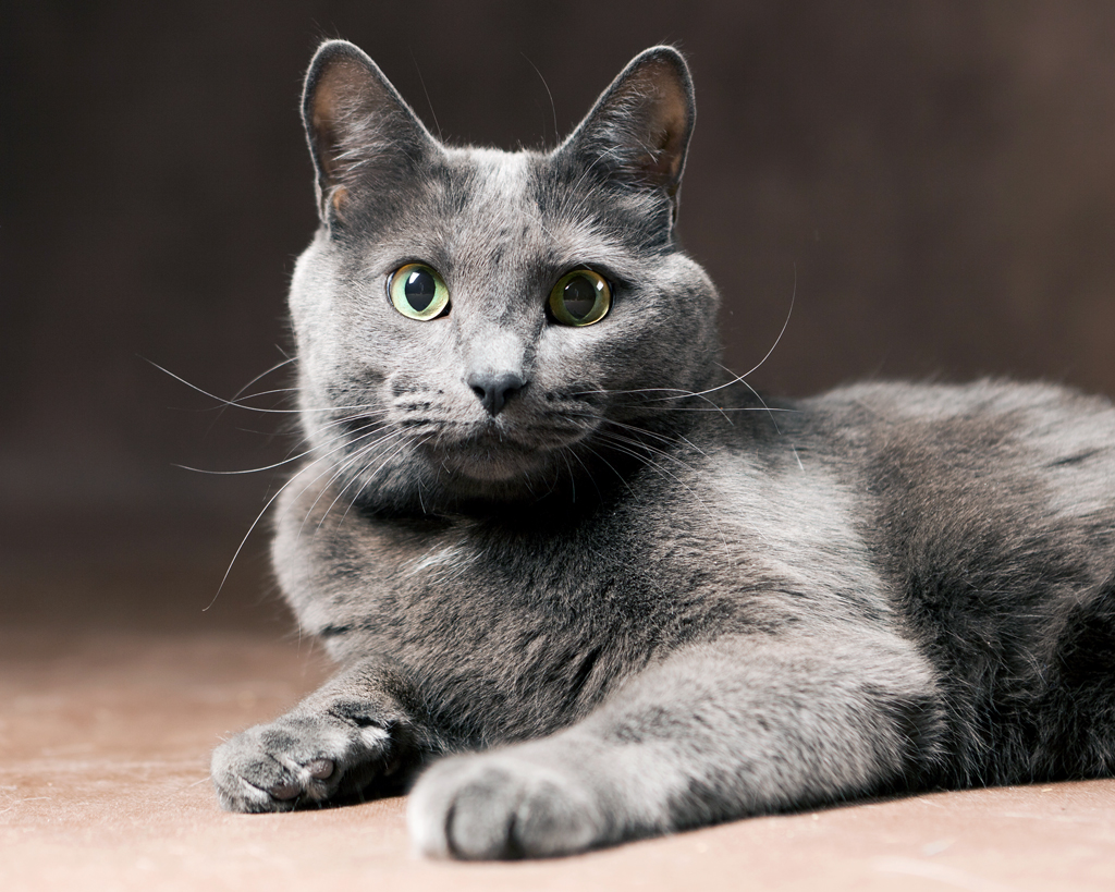 russian blue cat