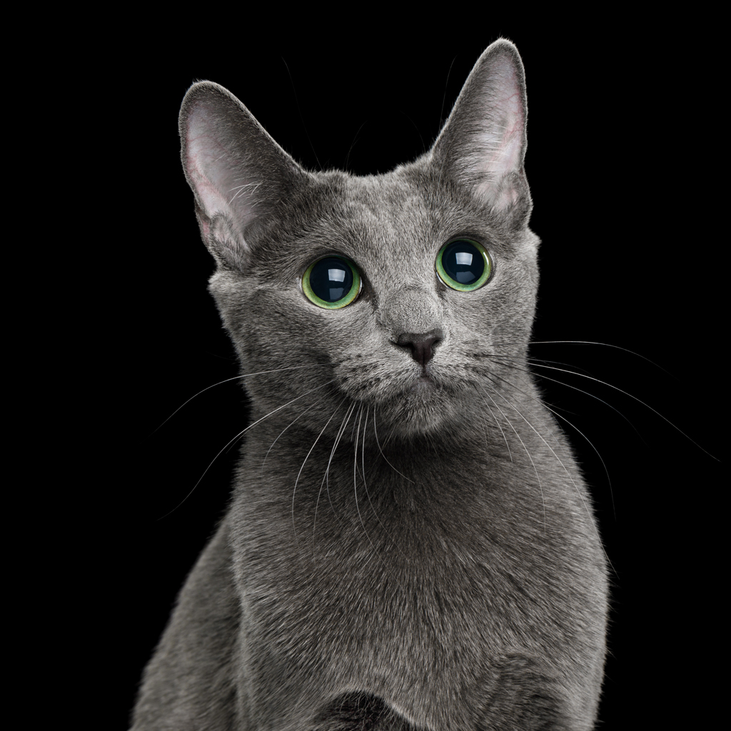 russian blue cat