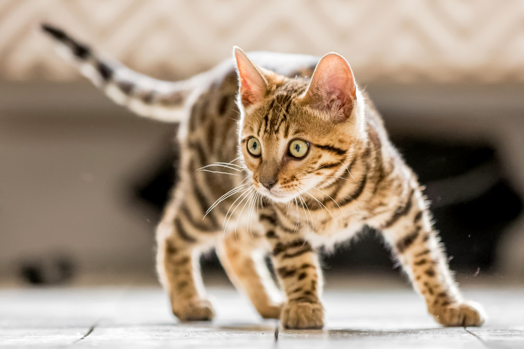 Bengal kitten