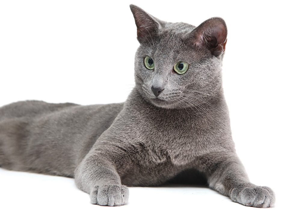 russian blue cat