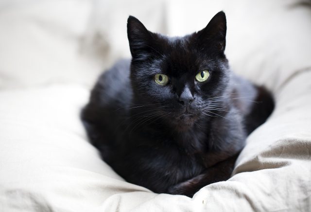 Black cat lying on a white pillow