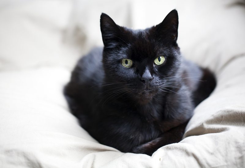 Black cat lying on a white pillow