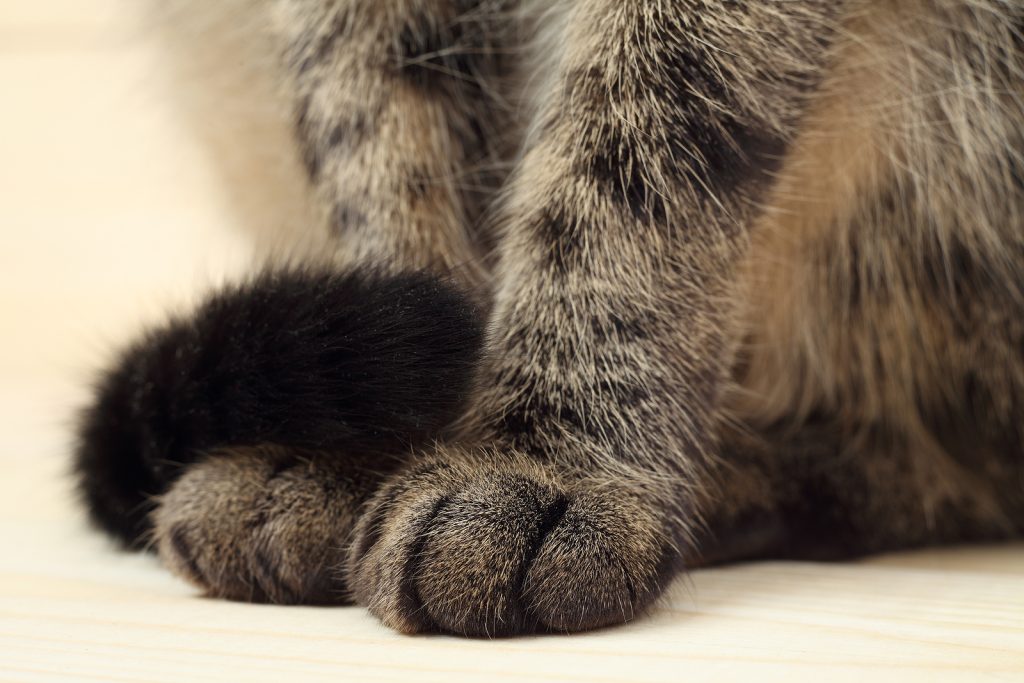 Cat's paws and tail on the wooden floor.