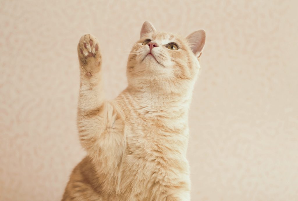 Charming ginger cat begging for treat, does trick.