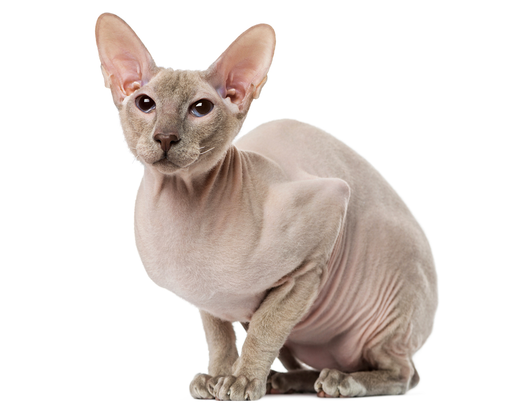 Peterbald cat