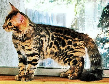 long-haired bengal cat- cashmere cat