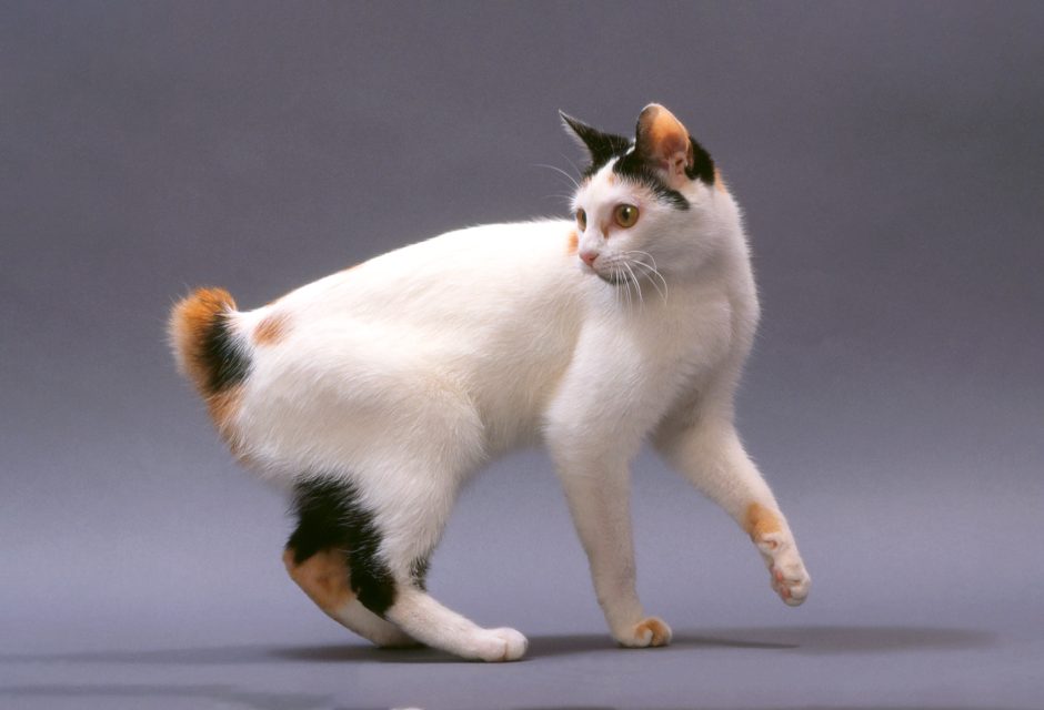 Japanese Bobtail