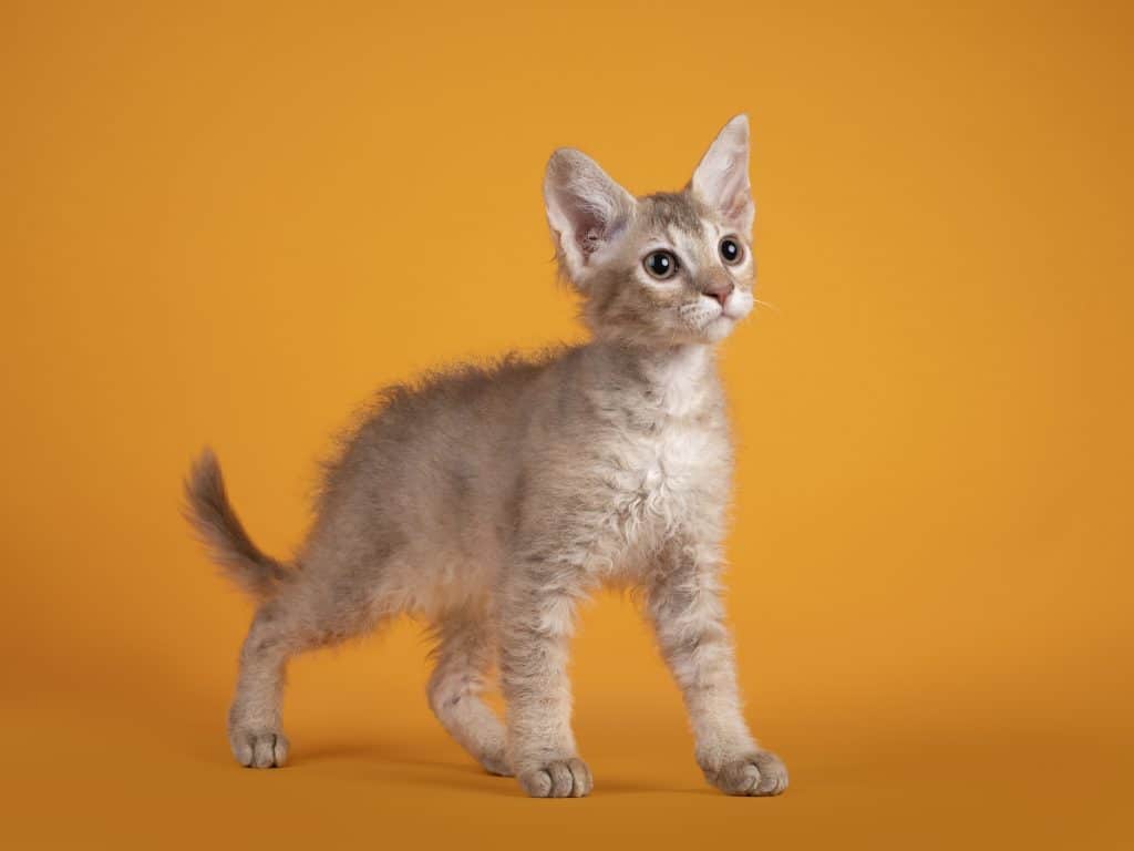 Cute LaPerm cat kitten, sitting up, standing side ways. Looking away from camera. Isolated on yellow background.