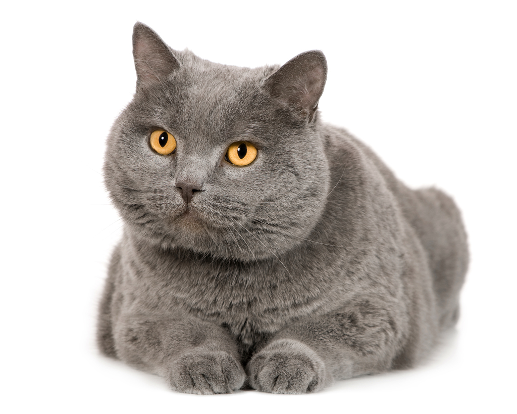 Chartreux cat