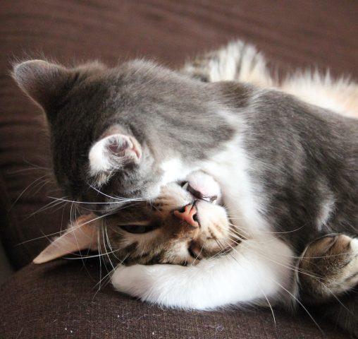 Two cats playing.