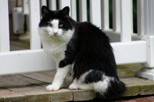 outdoor cats may cause your indoor cat to spray-mark
