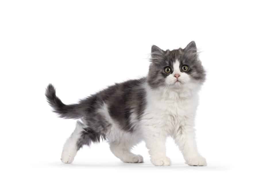 very cute blue with white Tailed Cymric aka Longhaired Manx cat kitten, walking side ways. Looking straight into camera with the sweetest eyes.