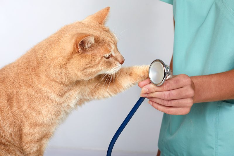 Veterinarian doctor with cat in veterinary clinic.