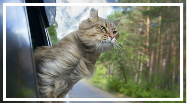 Cat leaning head out of the Window