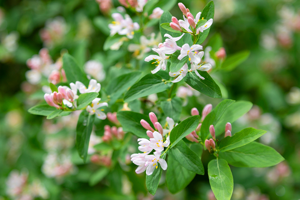 honeysuckle