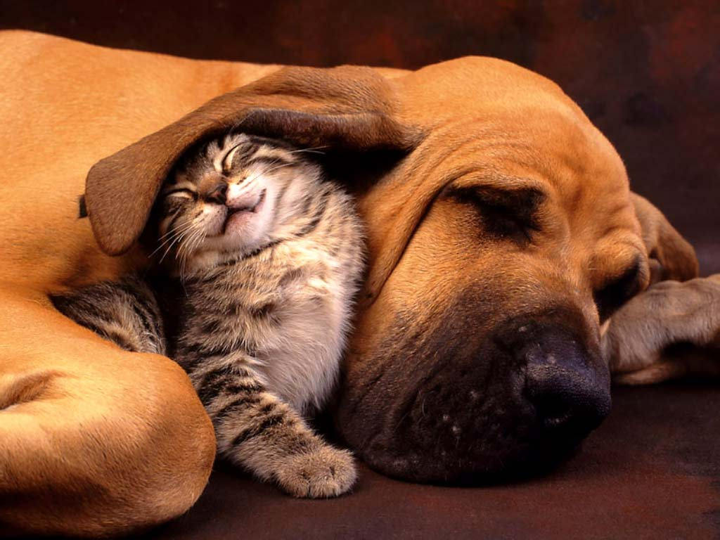 cute cat tucked under sleeping dog's ear