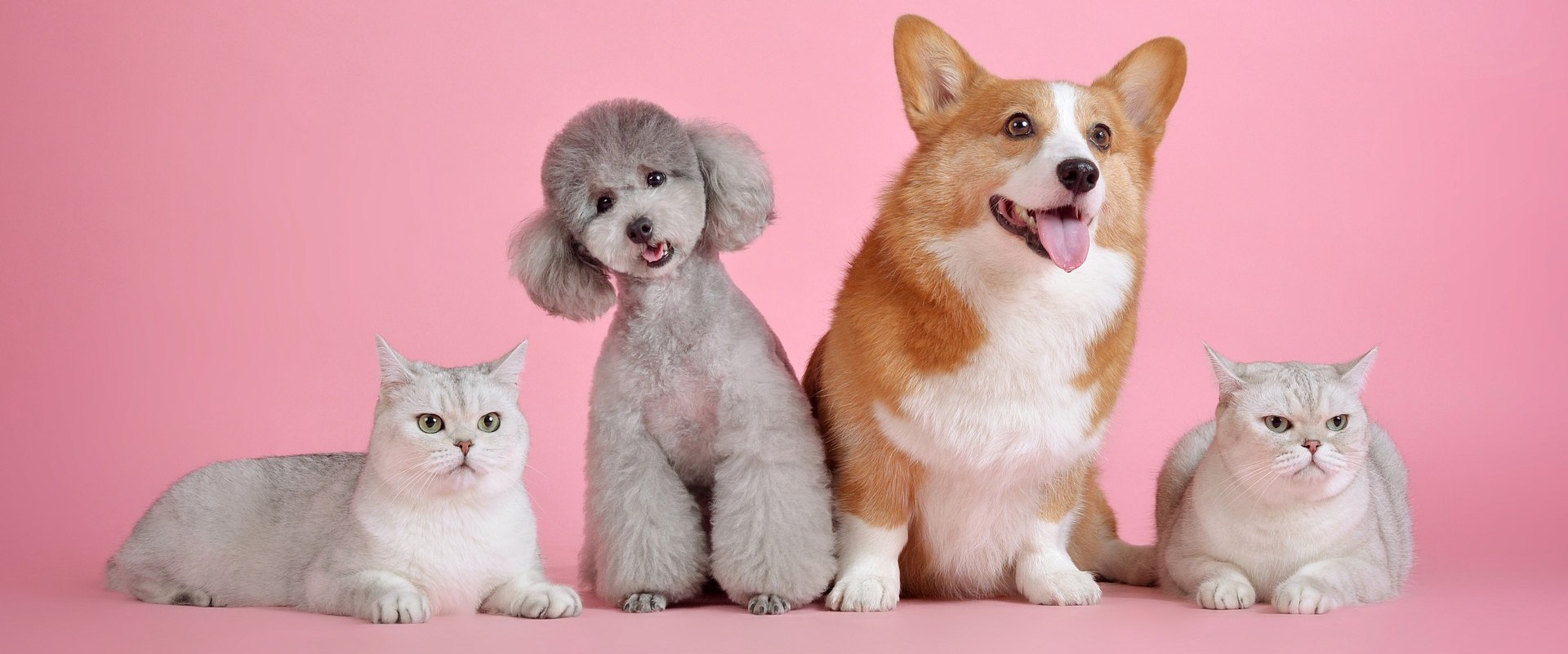 cute Cats and Dogs, comparing cats against dogs