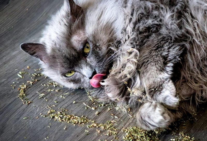 cat with catnip