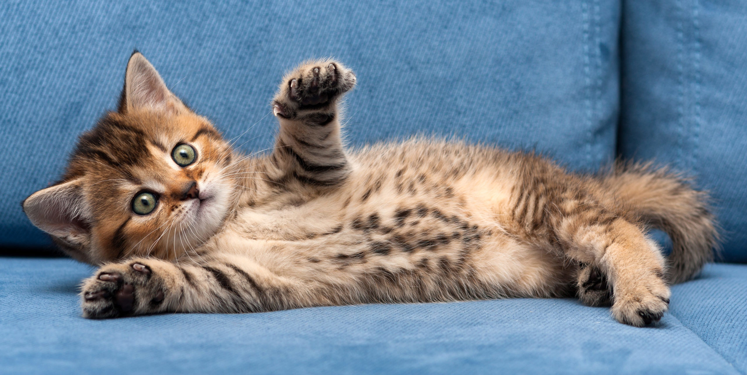 6 Things That Are Offending Your Cat - Modern Cat