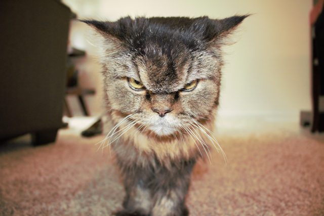 grumpy morning face
