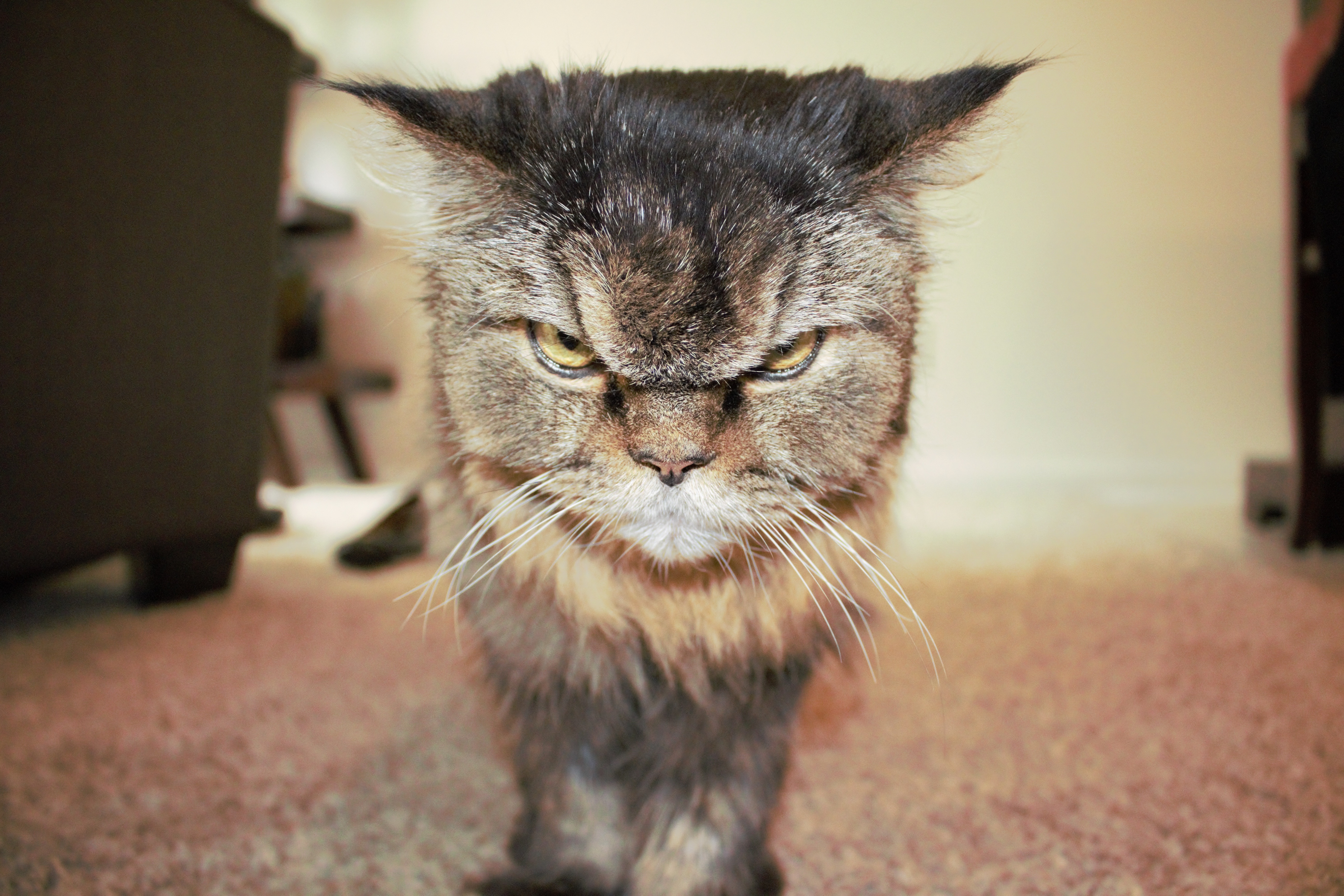 grumpy cats sister