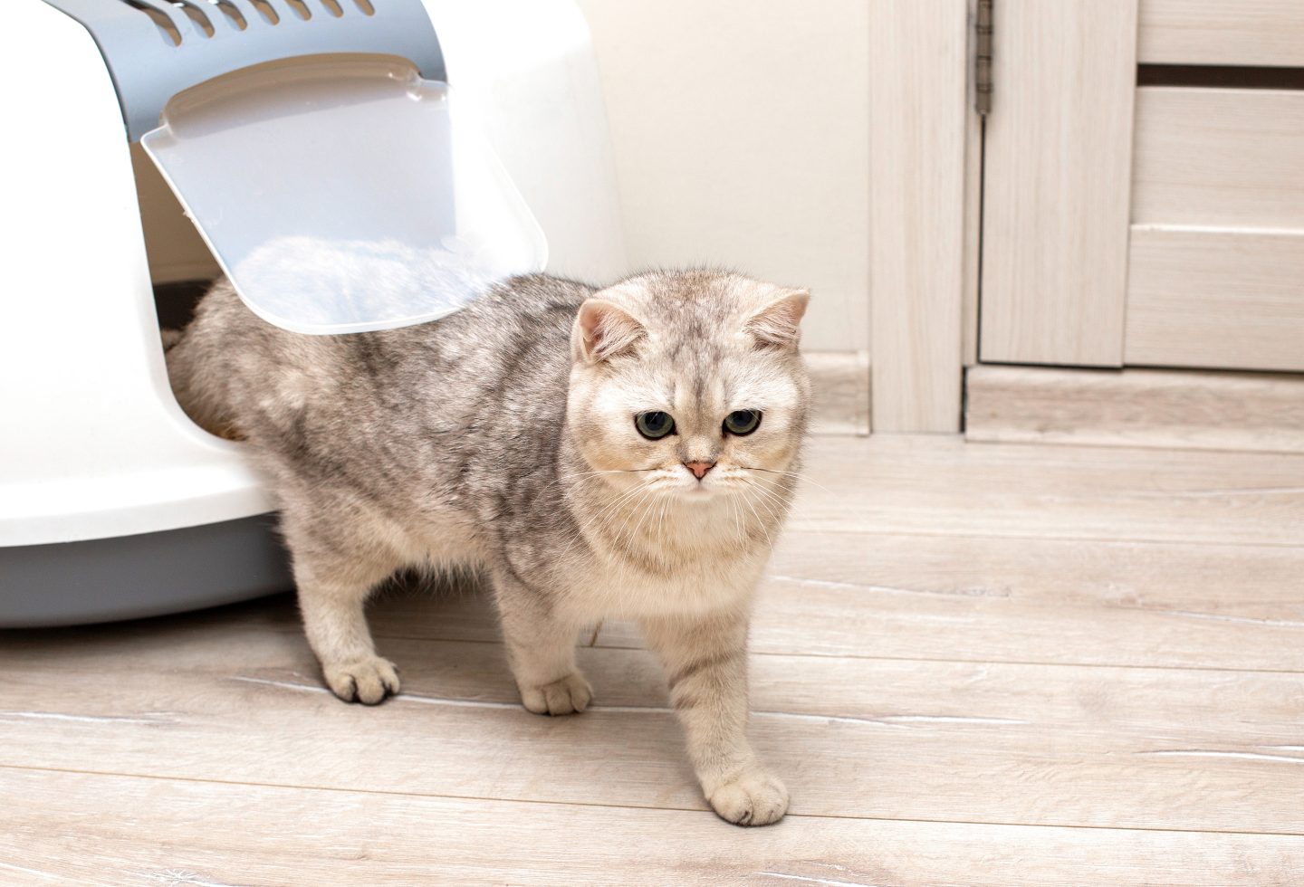 A beautiful gray cat comes out of the door of a large closed litter box in the room