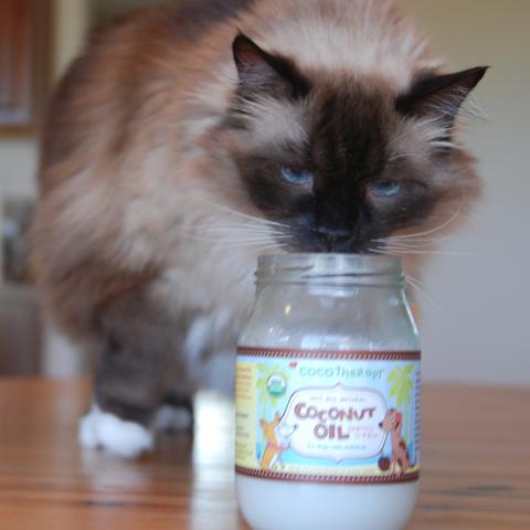 cat licking jar of coconut oil