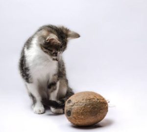 cat staring at coconut
