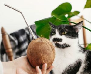 cat looking at coconut