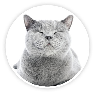 happy grey cat smiling