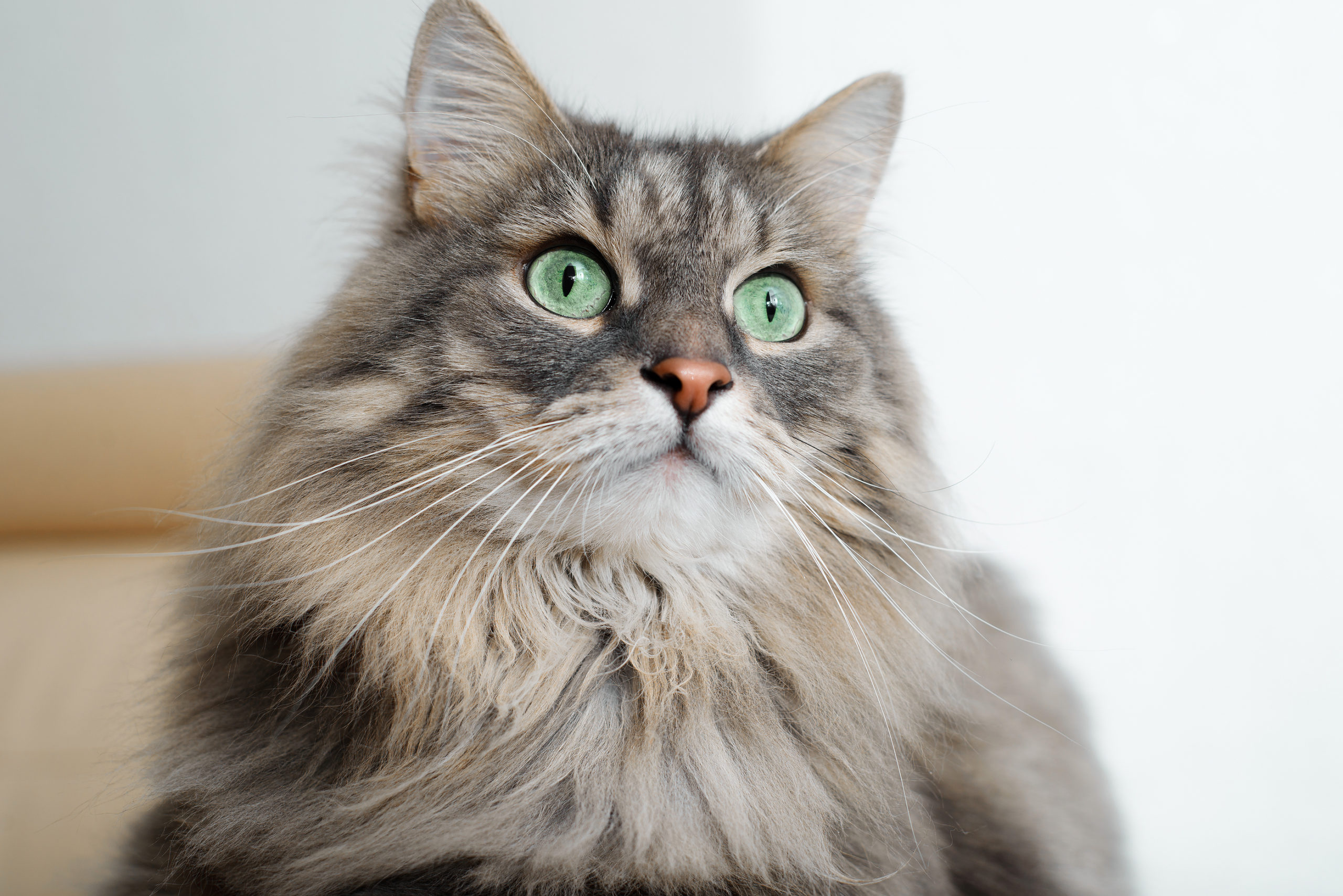 Compulsive Disorders in Cats - Modern Cat