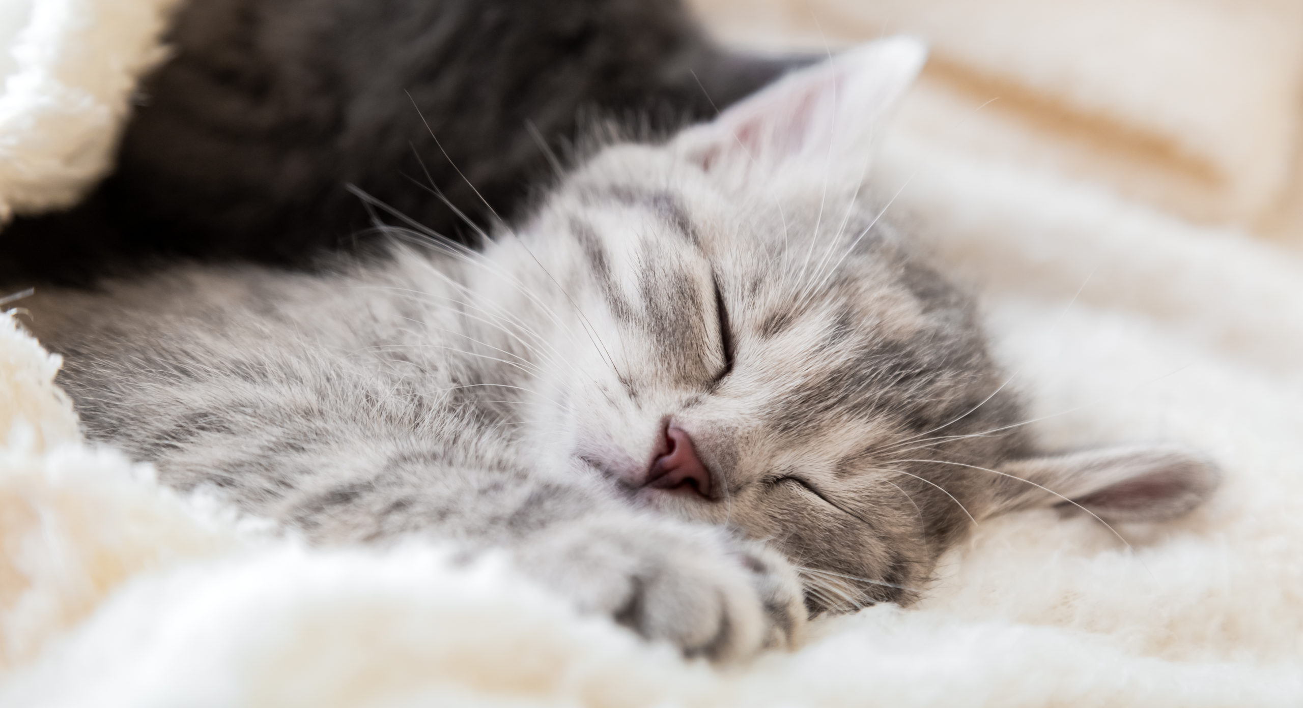 Why Do Cats Purr and What Does It Mean? | Modern Cat