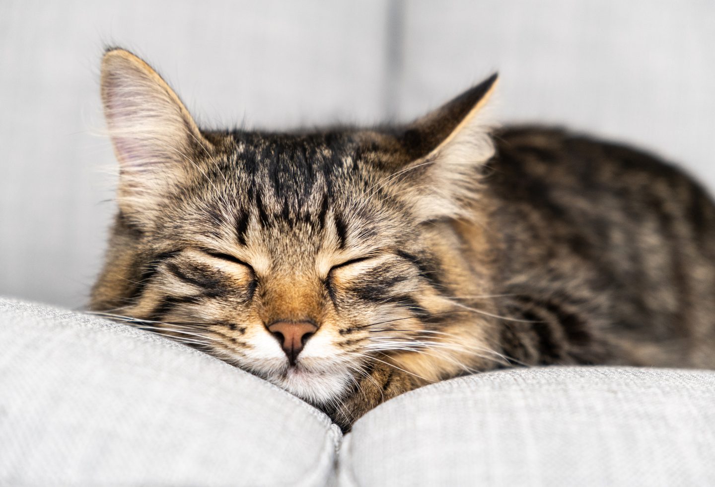 Portrait of a sleeping striped young cat on a gray sofa. The cat is resting.