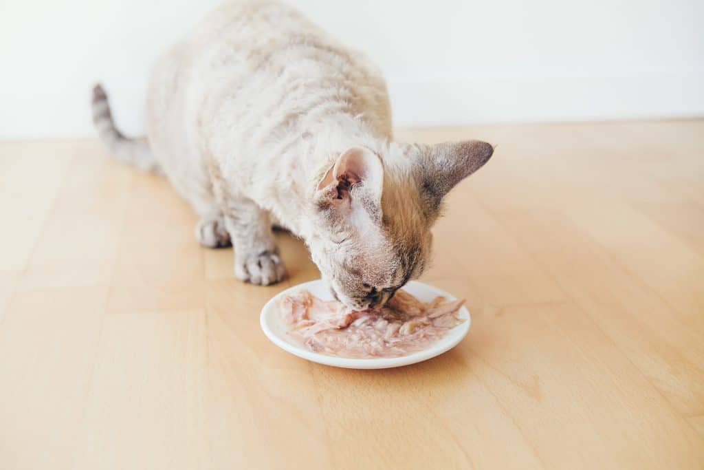 Cat eating wet food from the white plate placed on wooden floor.