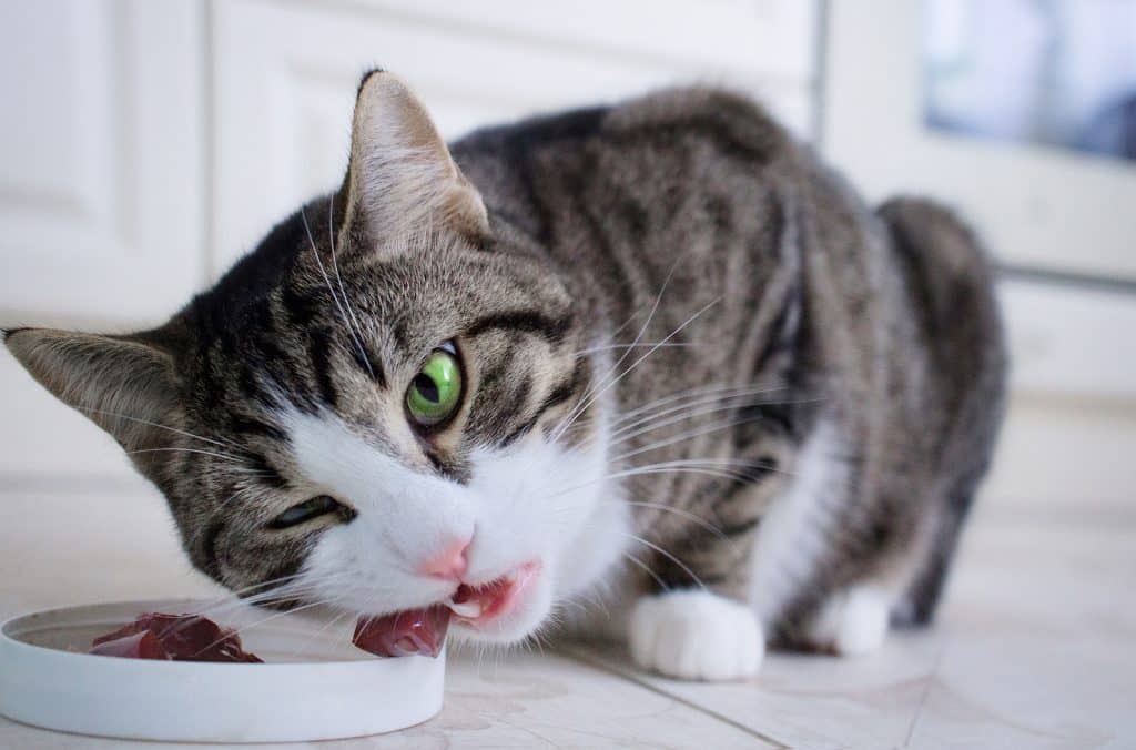 Tabby cat eating meat from a plate.