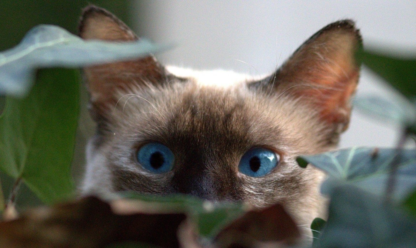 burmese cat peeking through plant