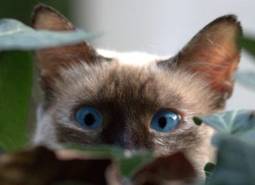 burmese cat peeking through plant