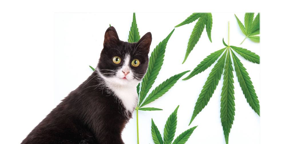 Is CBD Right For Your Cat? - Modern Cat
