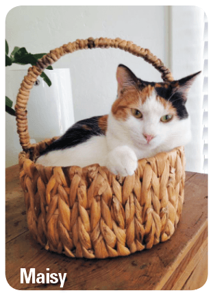 Maisy the cat sitting in a picnic basket