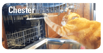 Cat playing with dishwasher spinner