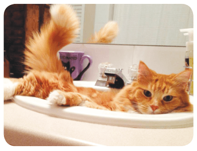 Cat sitting in sink 
