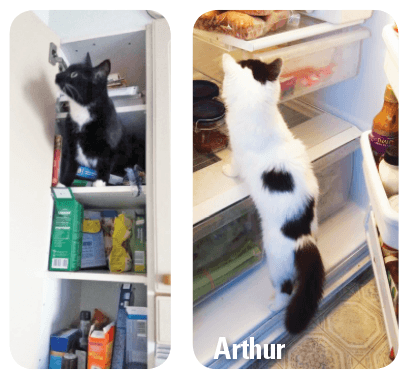 Cat in the fridge and cat on the shelf