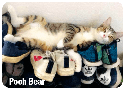 Cat laying on top of a pile of sneakers