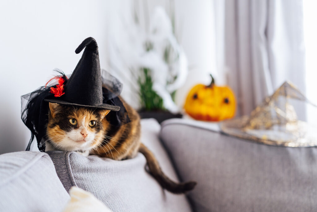Calico cat wearing a Halloween costume