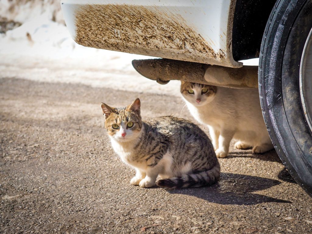 two cats under a car that are trying to keep warm- keep cats safe in the cold