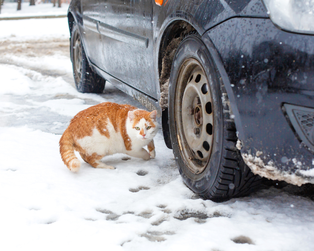 cat walks in the snow in the yard near the car