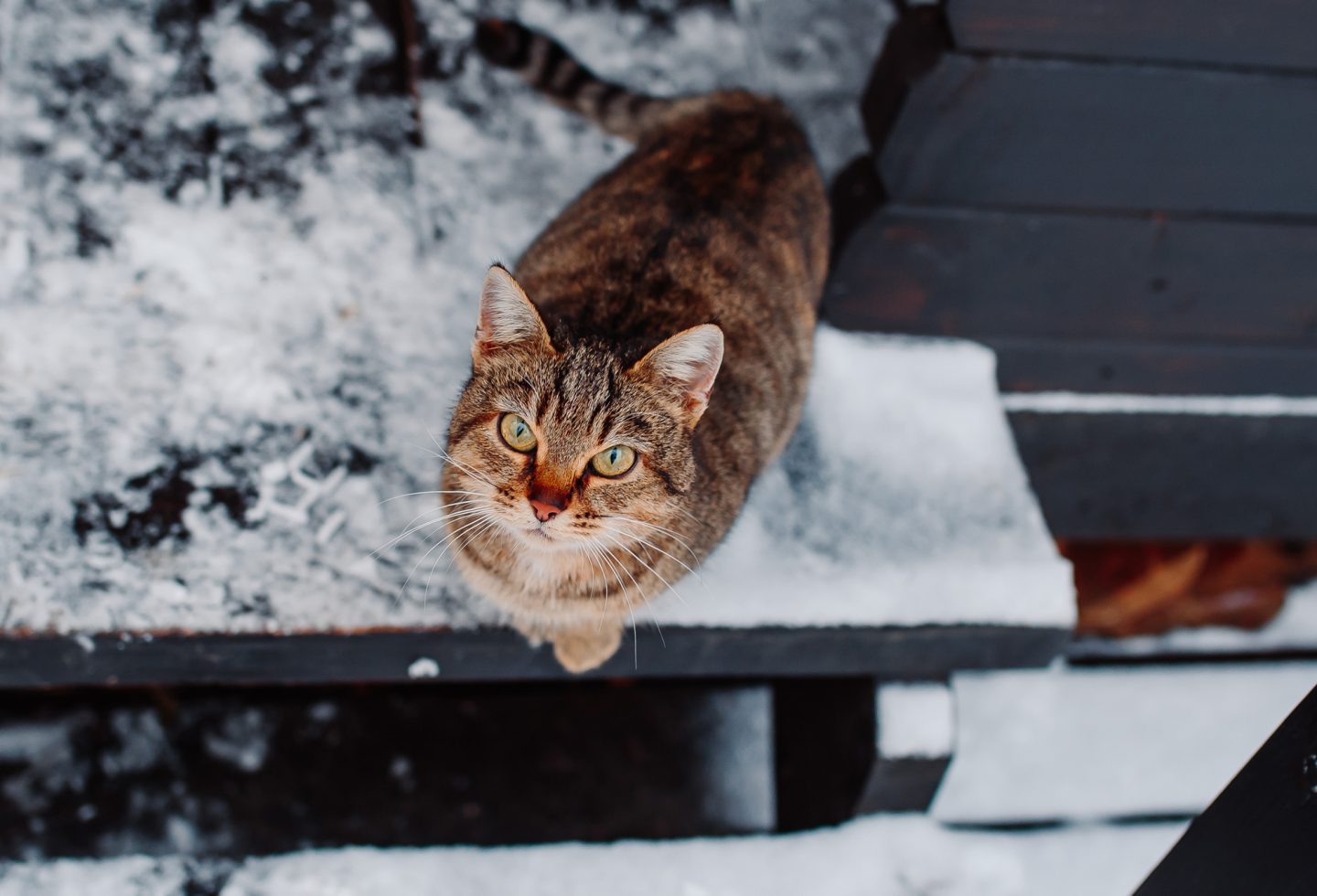 Cat on snowy porch