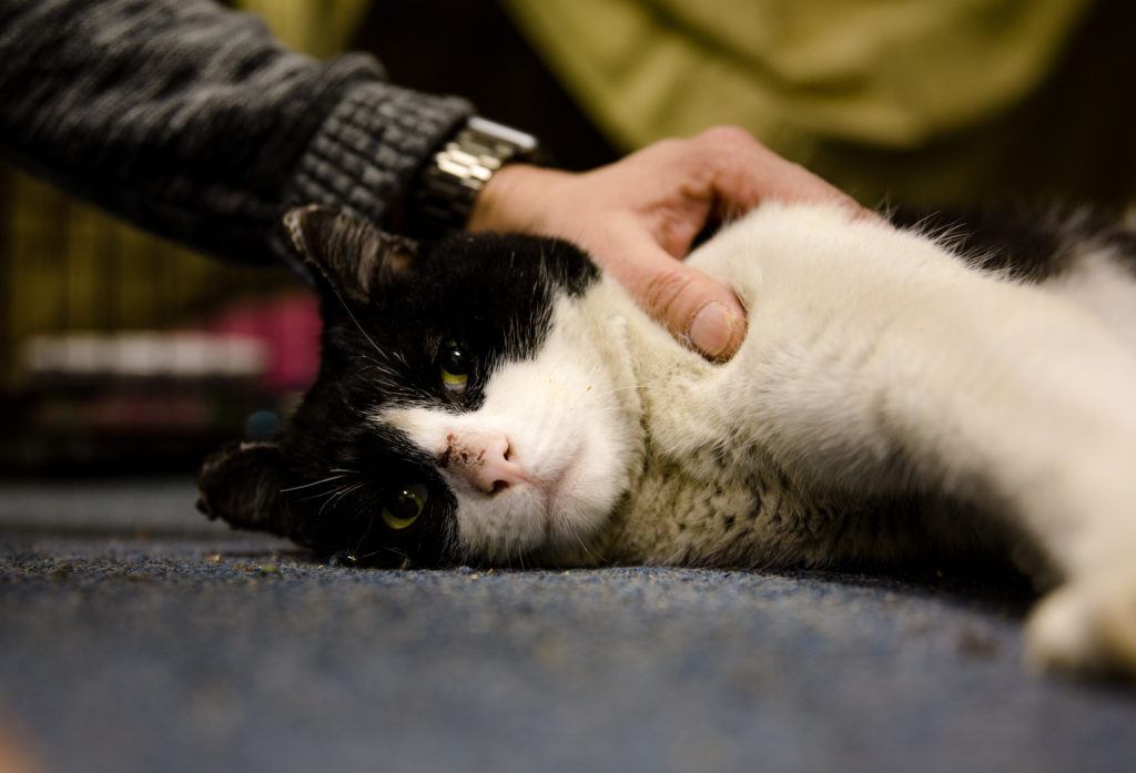 black and white male cat rescued from California fire and brought to rescue center (image credit: Alley Cat Allies)